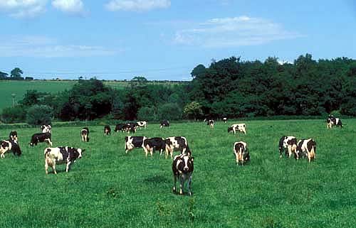 Dairy Cows